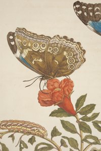 Detalle de la Placa IX de Metamorphosis Insectorum Surinamensium por Maria Sibylla Merian, 1705 de Unknown
